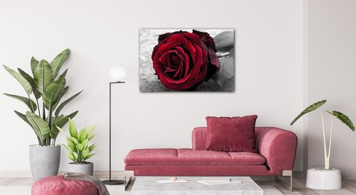 Tablou Red rose black and white background - 90 x 60 cm