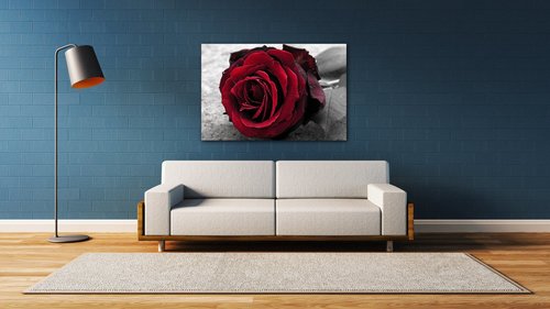 Tablou Red rose black and white background - 90 x 60 cm