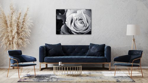 Tablou Black and white rose with drops of water - 70 x 50 cm