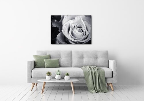 Tablou Black and white rose with drops of water - 70 x 50 cm