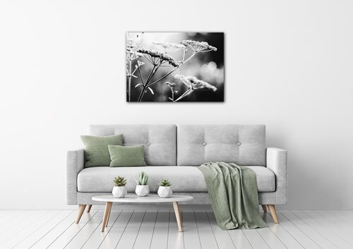 Tablou Black and white meadow flower - 70 x 50 cm