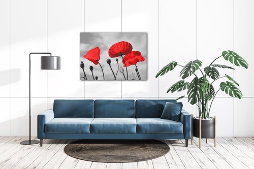 Tablou Poppy - 70 x 50 cm