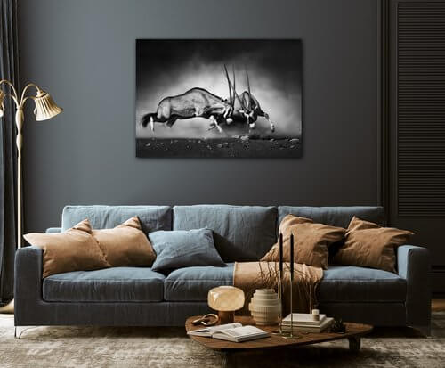 Tablou Antilopes black and white - 70 x 50 cm