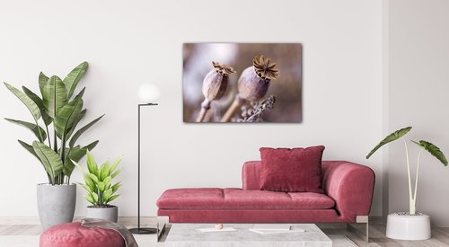 Tablou Dry Poppy flower - 60 x 40 cm