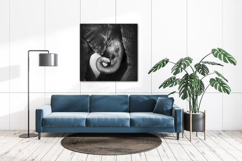Tablou Elephant black and white - 90 x 90 cm
