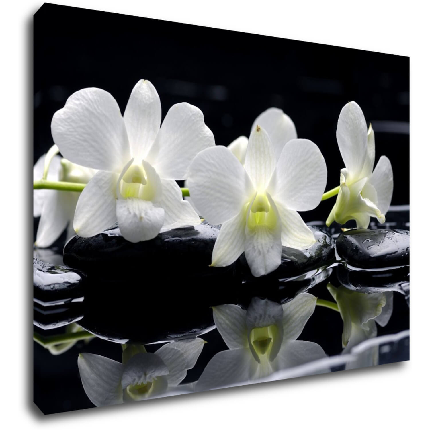 Tablou White orchids black background - 70 x 50 cm