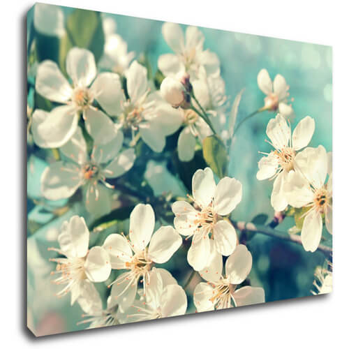 Tablou Blue background cherry blossom - 70 x 50 cm