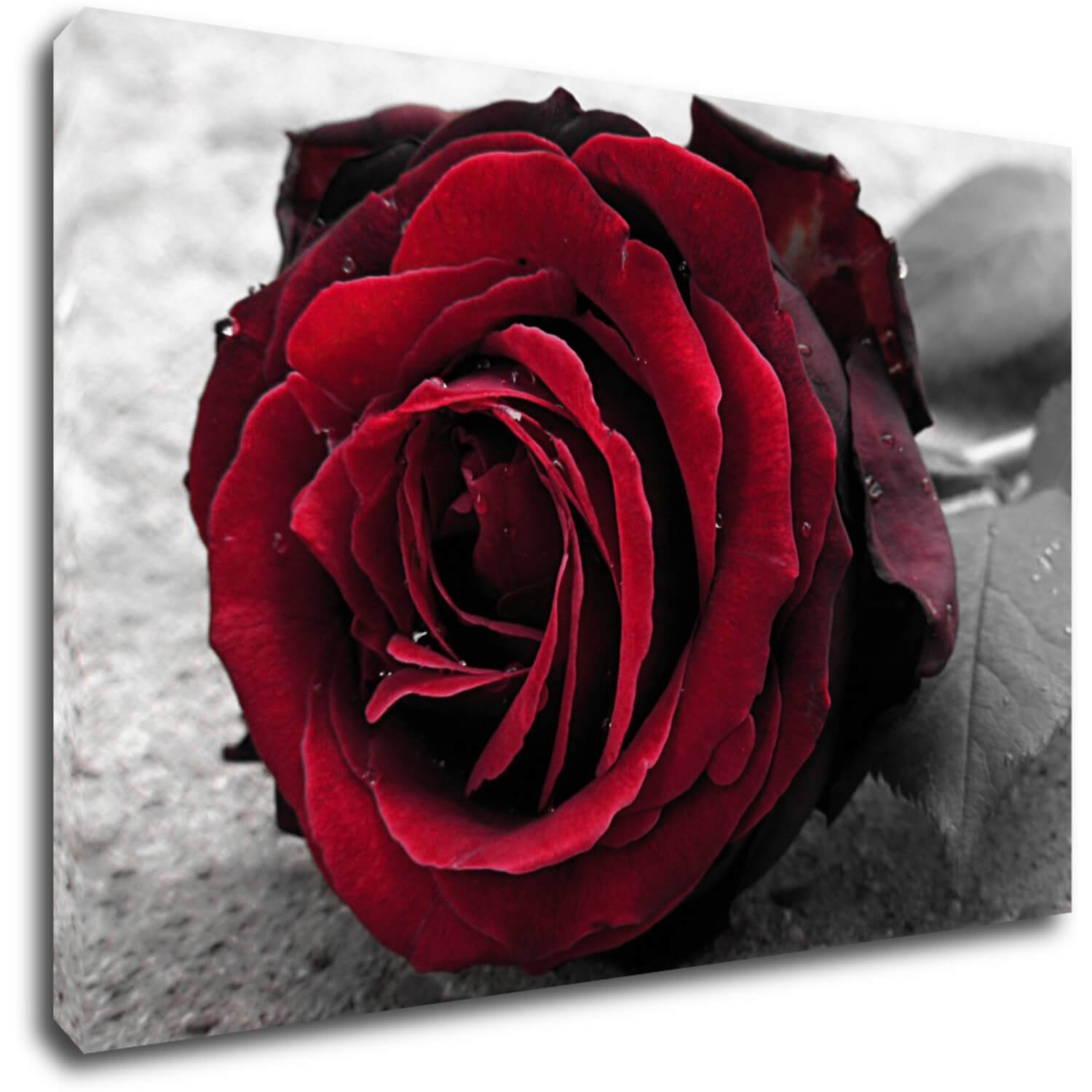 Tablou Red rose black and white background - 90 x 60 cm