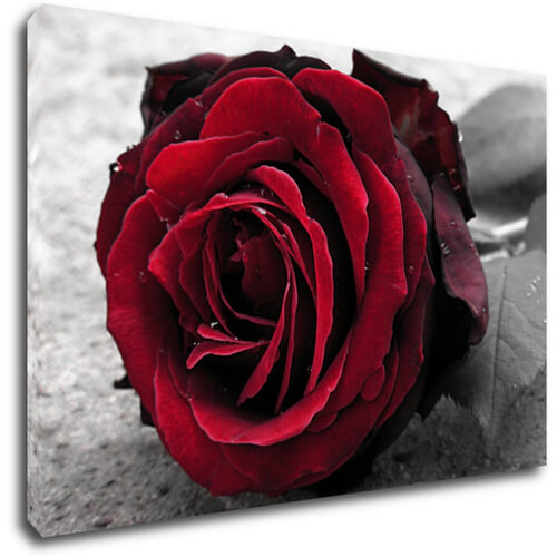 Tablou Red rose black and white background - 90 x 60 cm