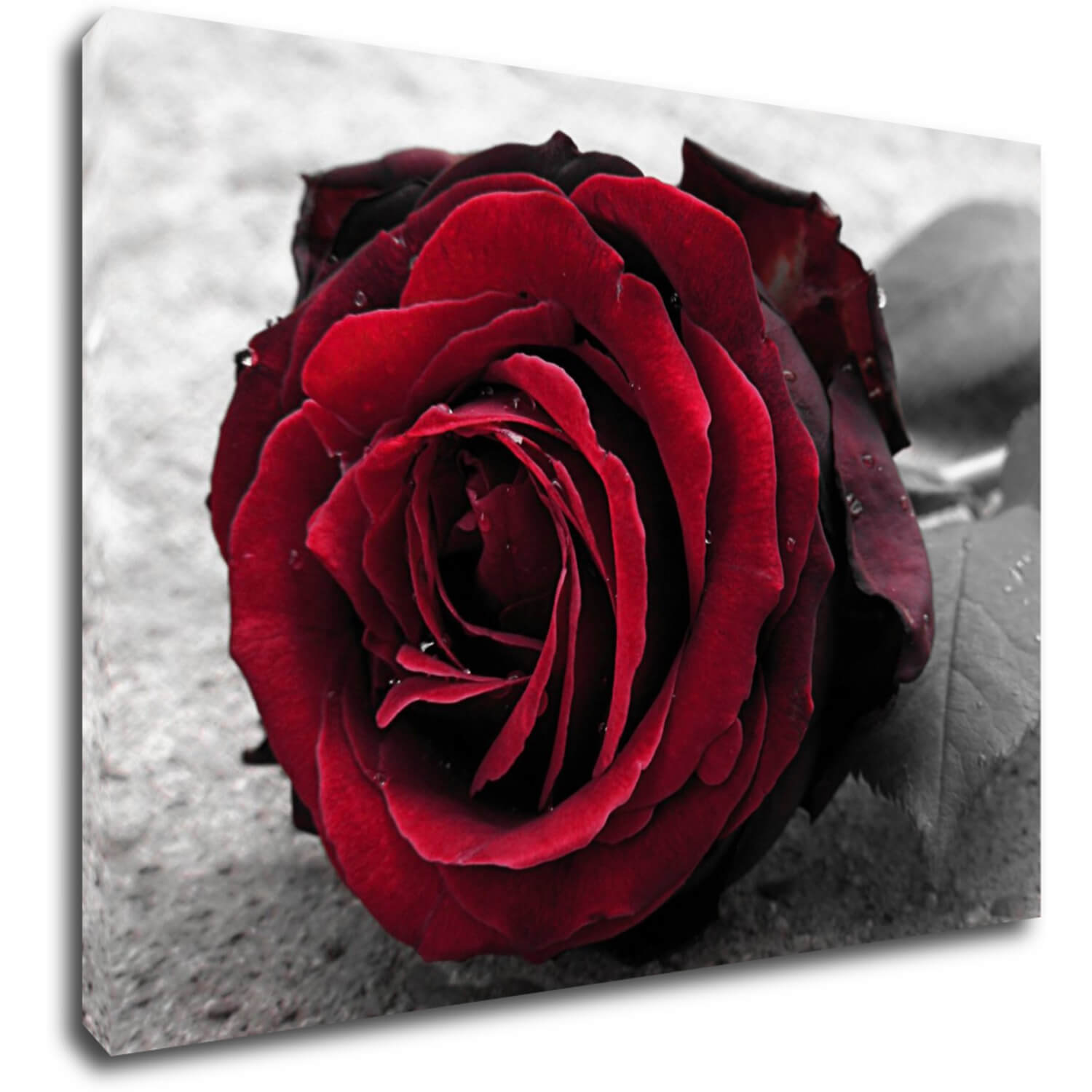 Tablou Red rose black and white background - 70 x 50 cm