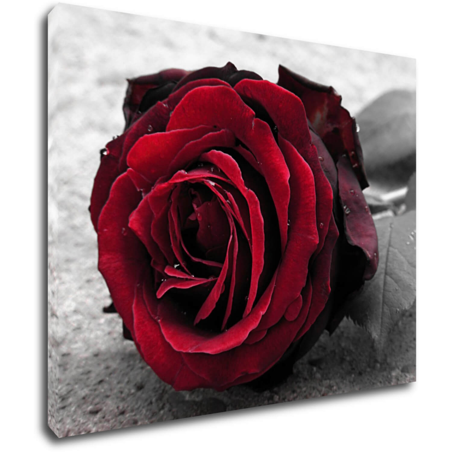 Tablou Red rose black and white background - 90 x 70 cm