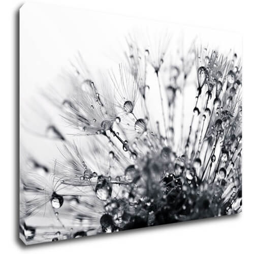 Tablou Flower with little drops of water - 70 x 50 cm