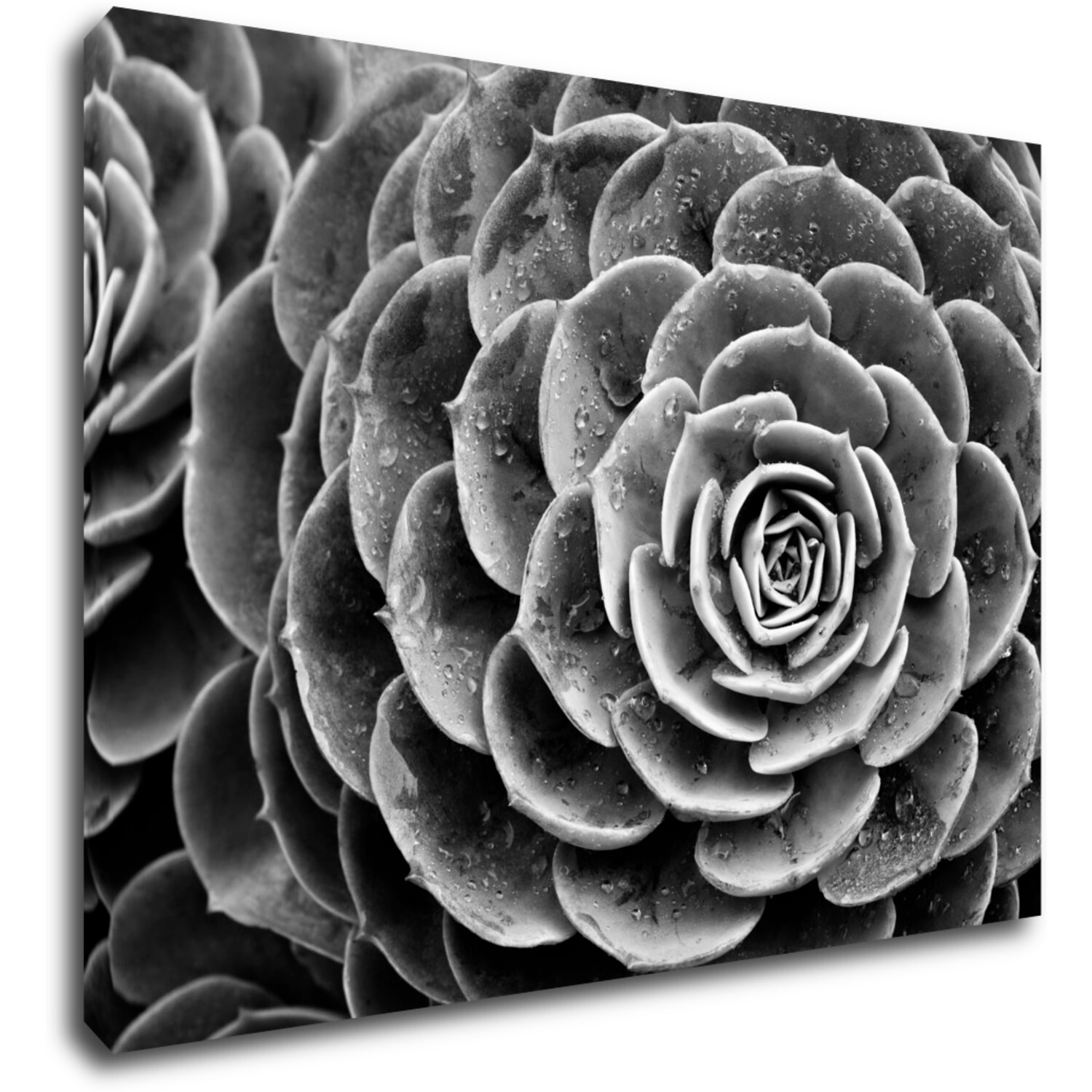 Tablou Black and white blossom - 70 x 50 cm