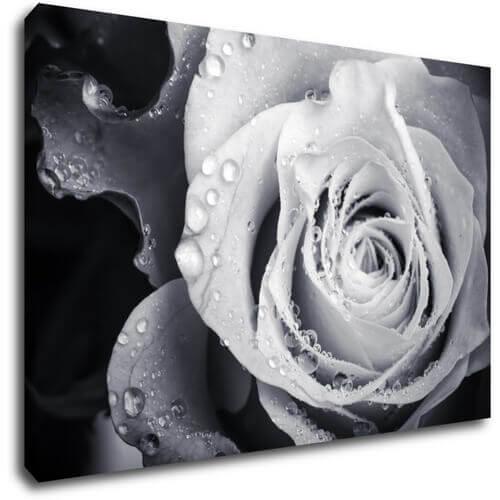 Tablou Black and white rose with drops of water - 60 x 40 cm