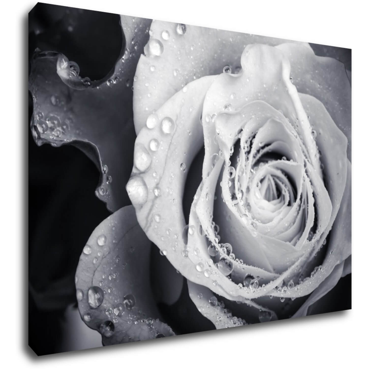 Tablou Black and white rose with drops of water - 70 x 50 cm