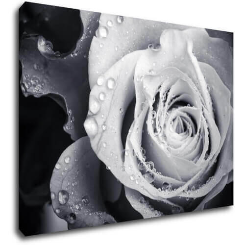 Tablou Black and white rose with drops of water - 70 x 50 cm