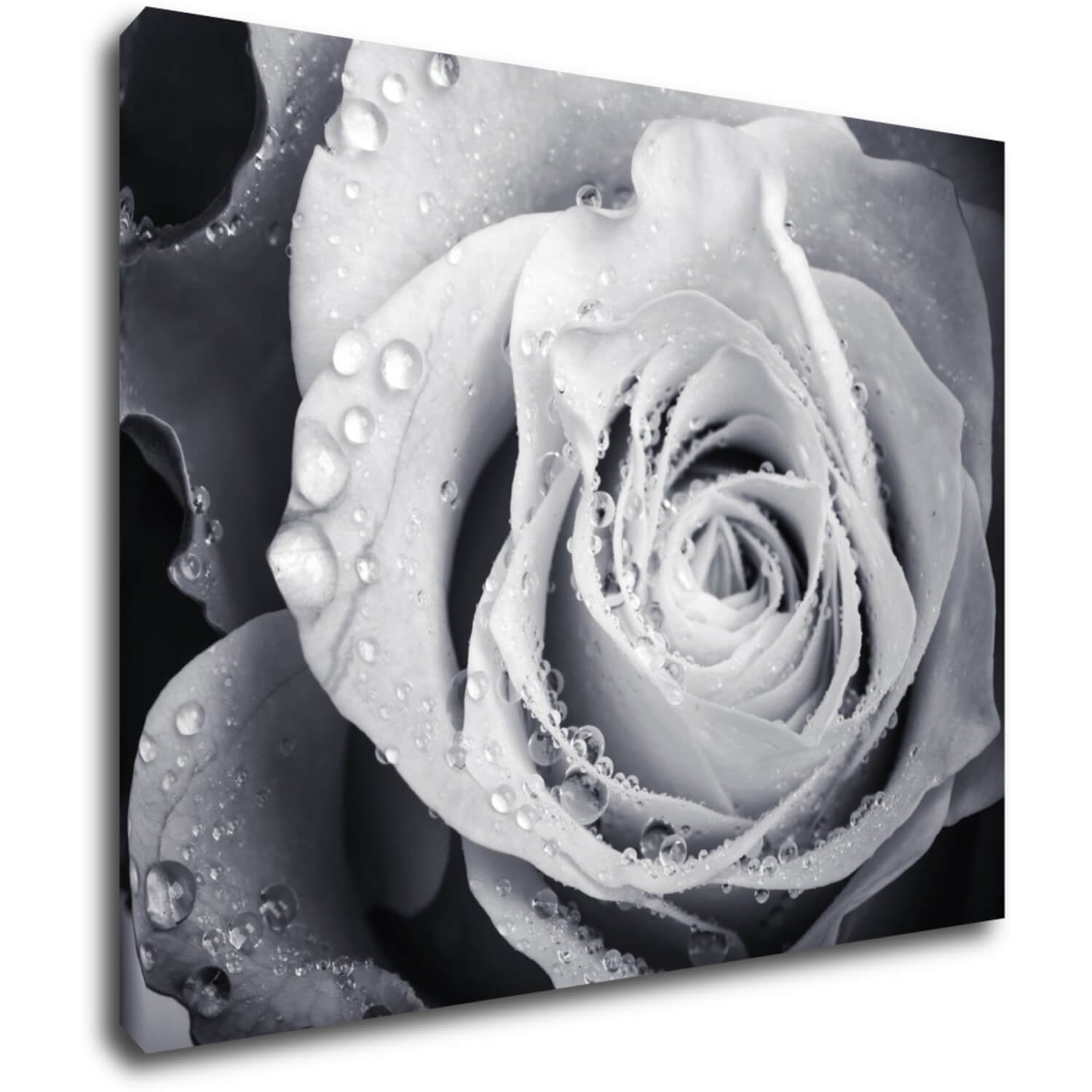 Tablou Black and white rose with drops of water - 90 x 70 cm