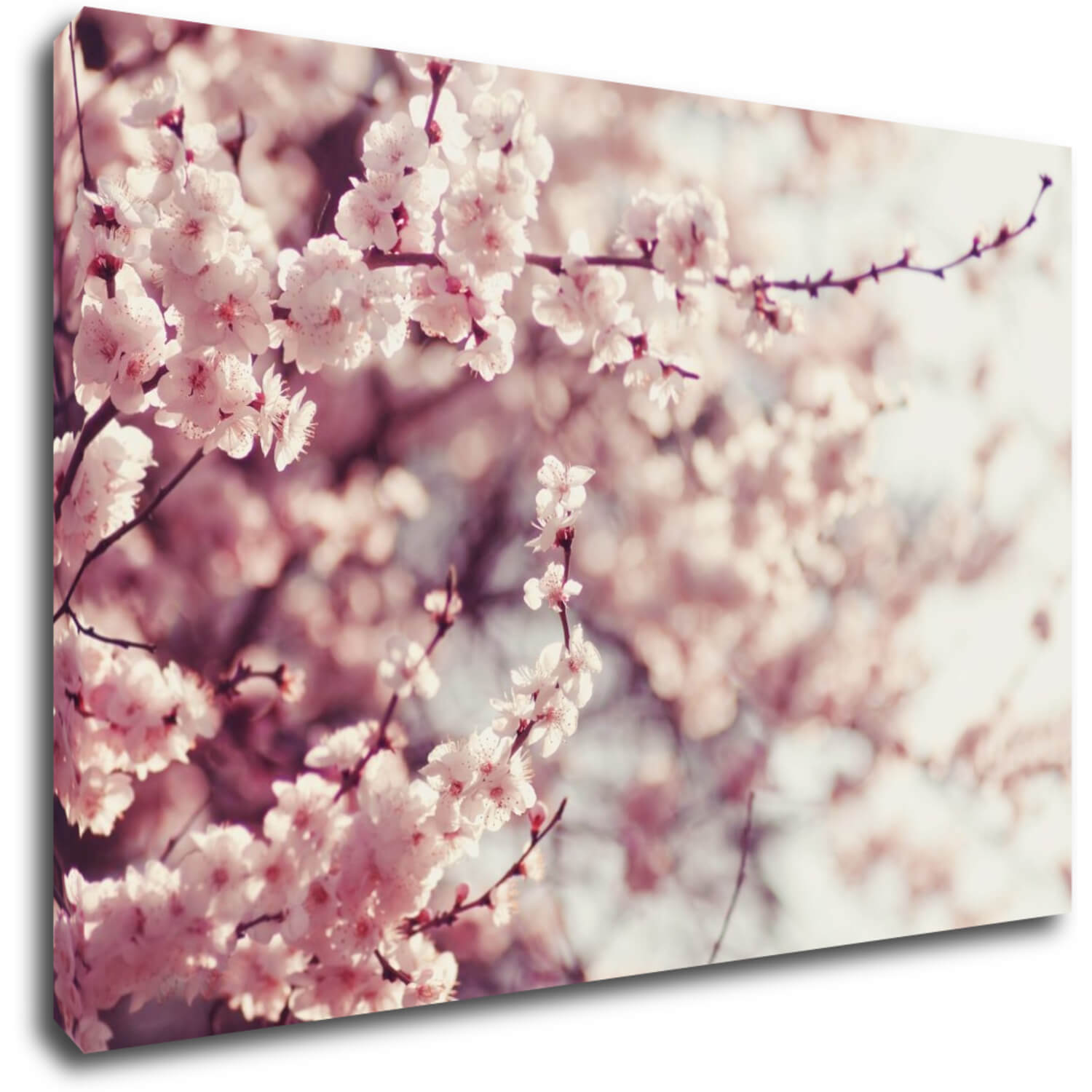 Tablou Light pink blossom on the tree - 90 x 60 cm