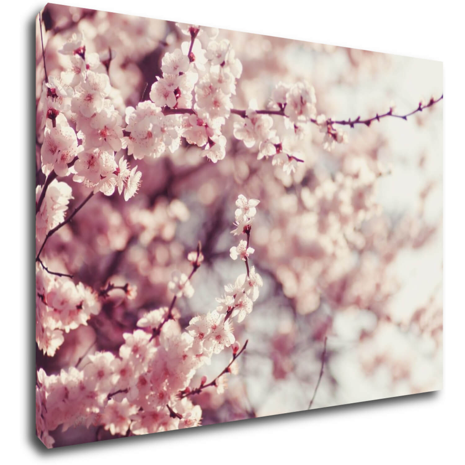 Tablou Light pink blossom on the tree - 70 x 50 cm