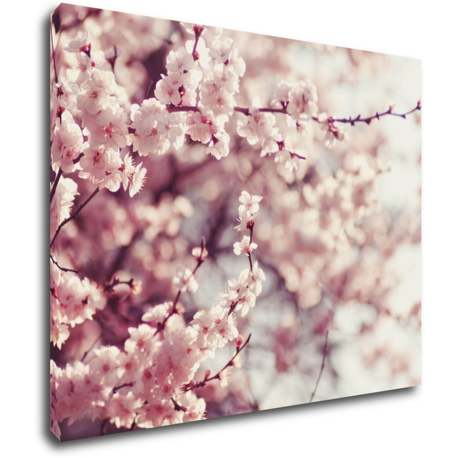 Tablou Light pink blossom on the tree - 90 x 70 cm
