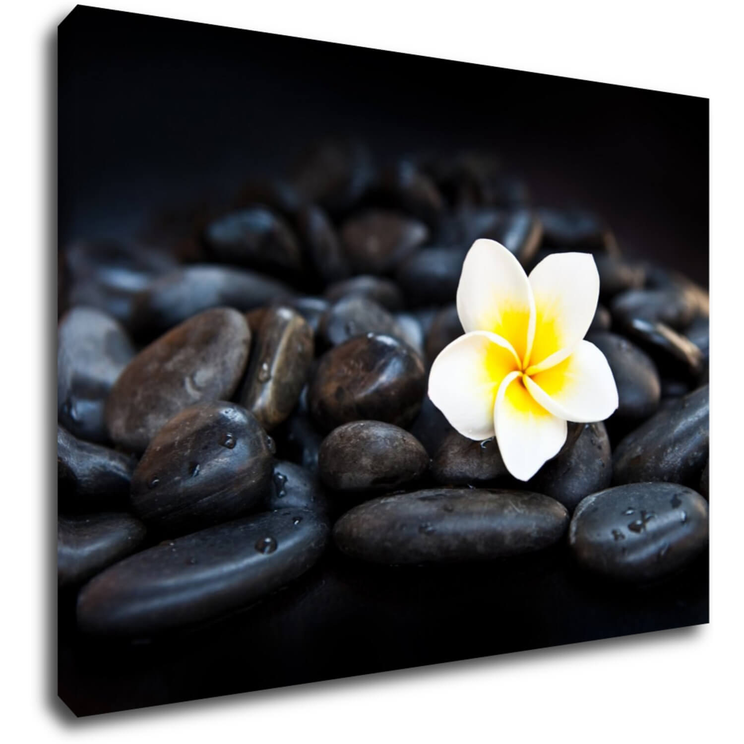 Tablou White blossom on black stones - 70 x 50 cm