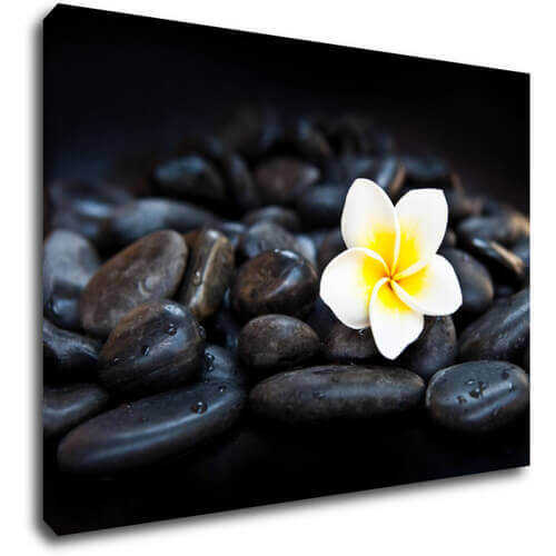 Tablou White blossom on black stones - 70 x 50 cm
