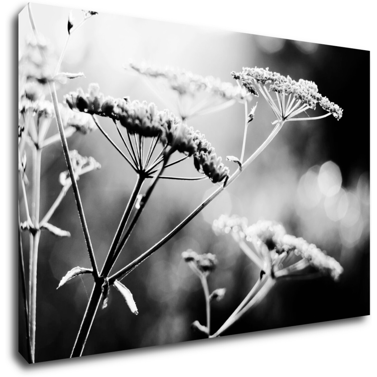 Tablou Black and white meadow flower - 90 x 60 cm