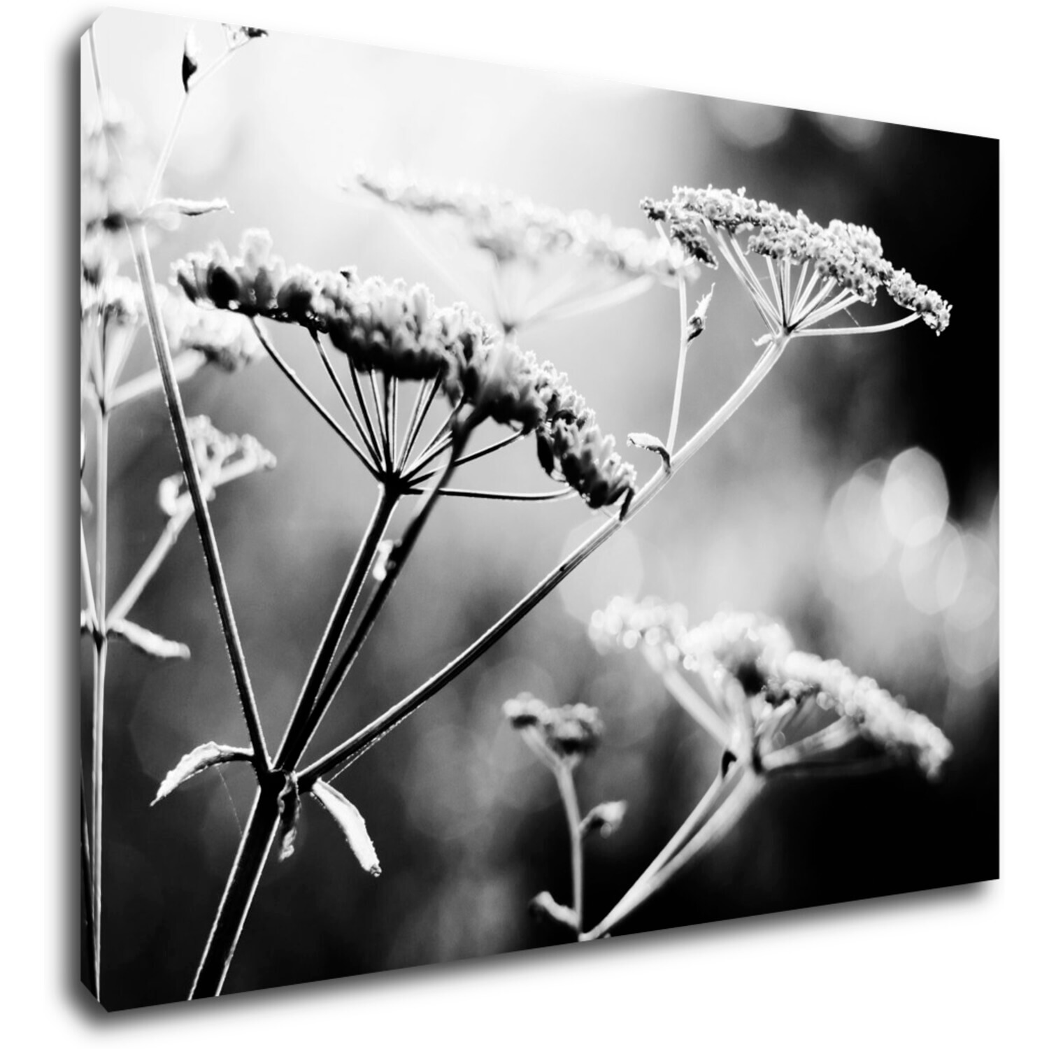 Tablou Black and white meadow flower - 70 x 50 cm