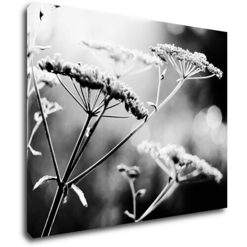 Tablou Black and white meadow flower - 90 x 70 cm