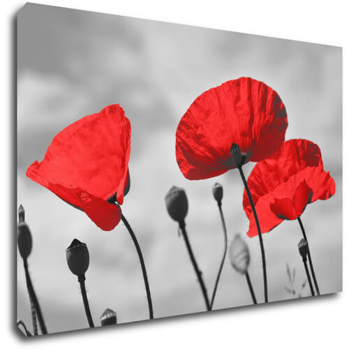 Tablou Poppy - 90 x 60 cm