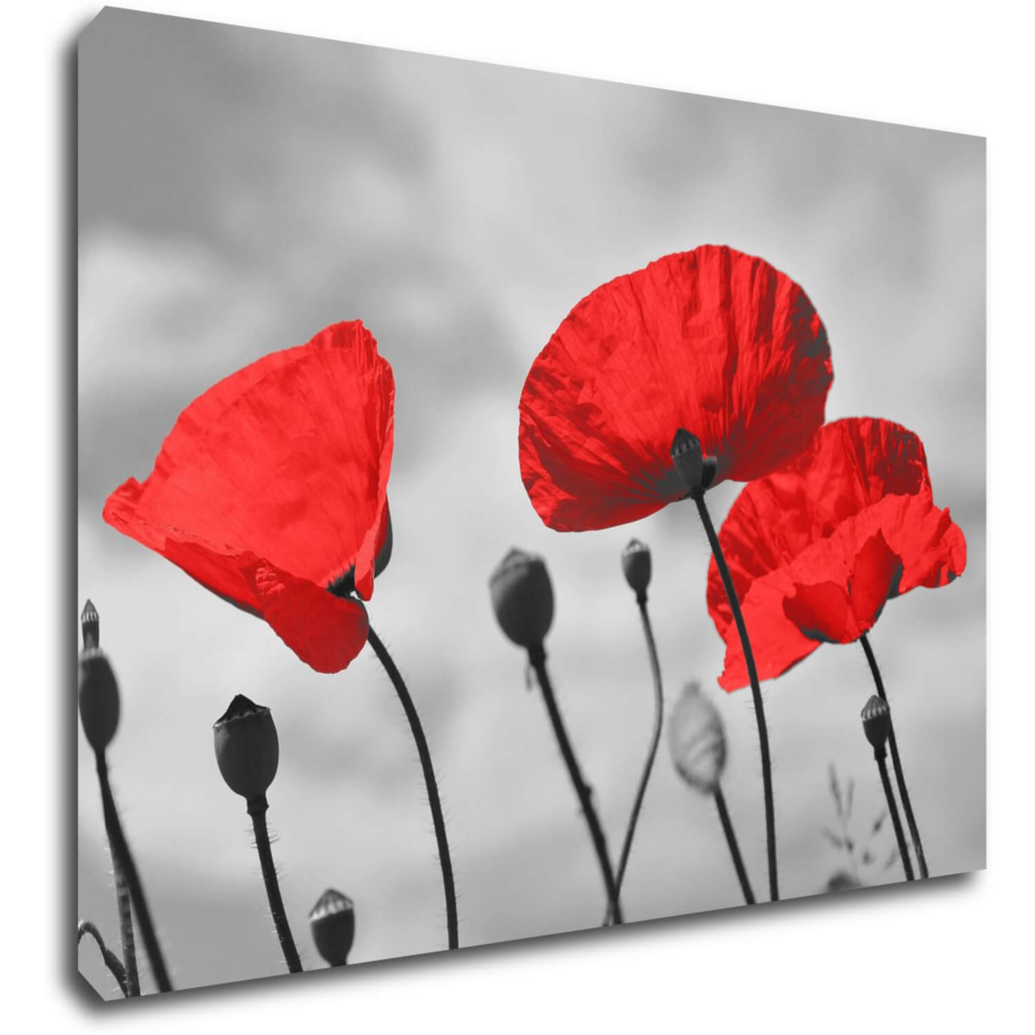 Tablou Poppy - 70 x 50 cm