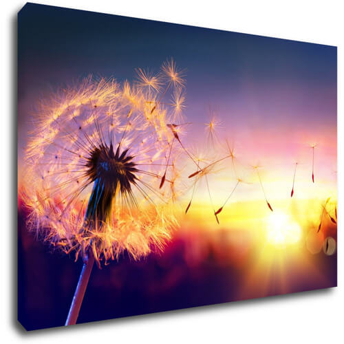 Tablou Dandelion and sunset