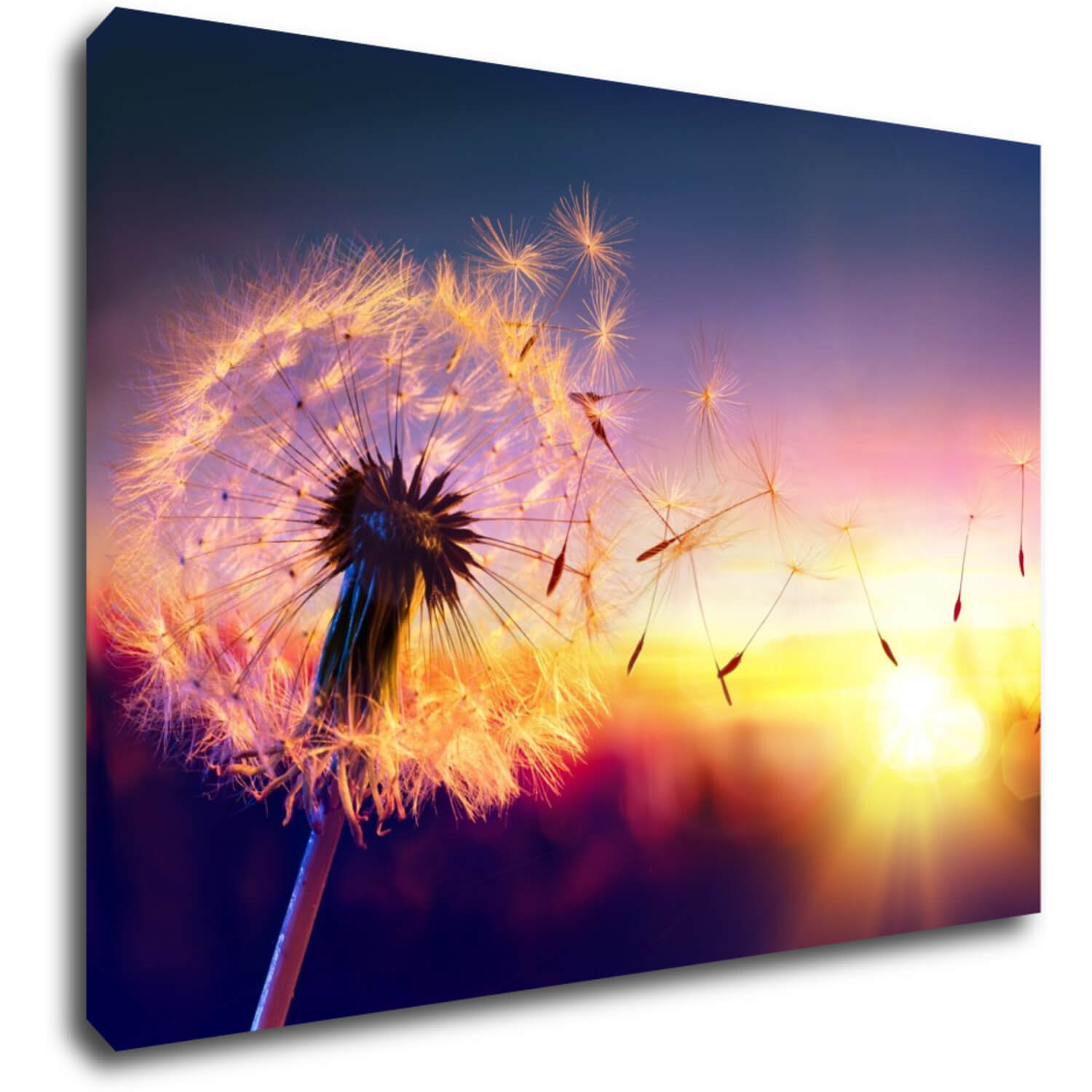Tablou Dandelion and sunset - 70 x 50 cm