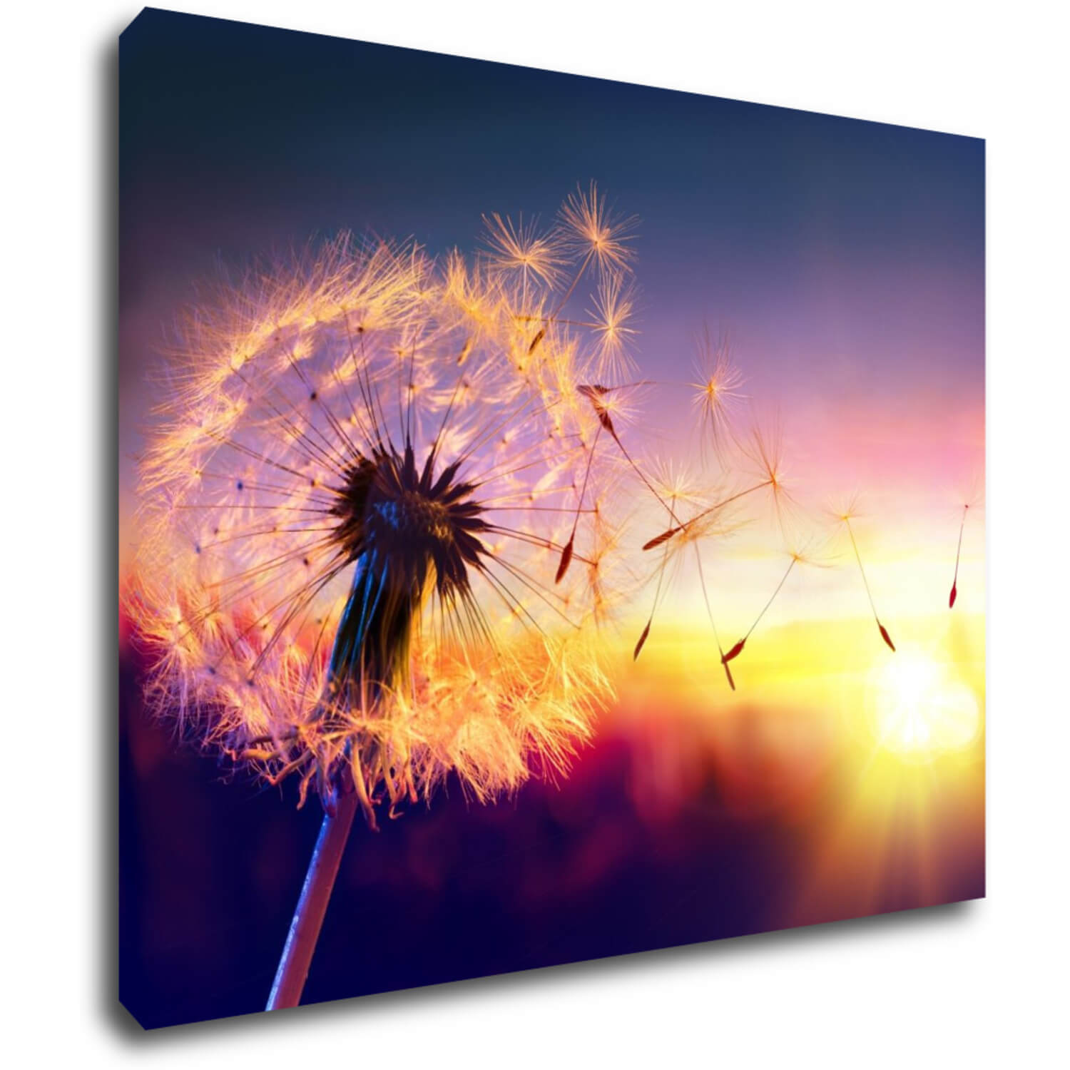 Tablou Dandelion and sunset - 90 x 70 cm