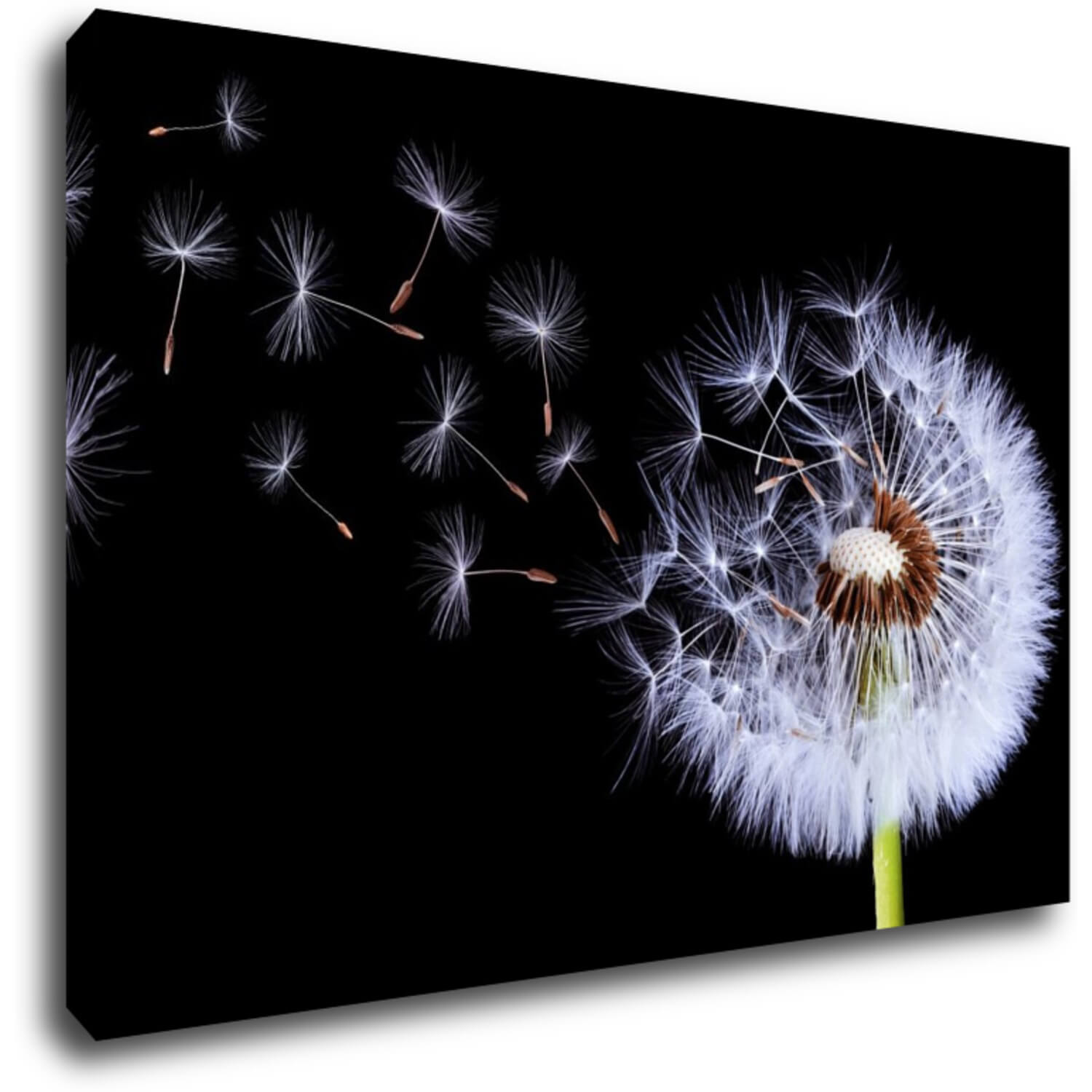 Tablou Dandelion black and green - 60 x 40 cm