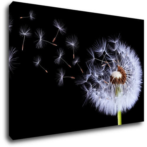 Tablou Dandelion black and green - 60 x 40 cm