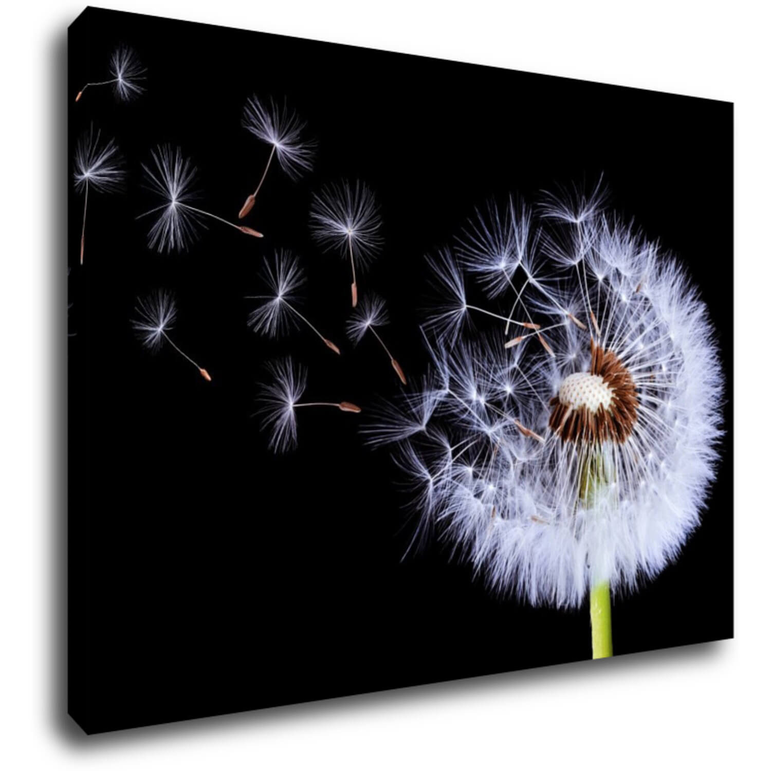 Tablou Dandelion black and green - 70 x 50 cm