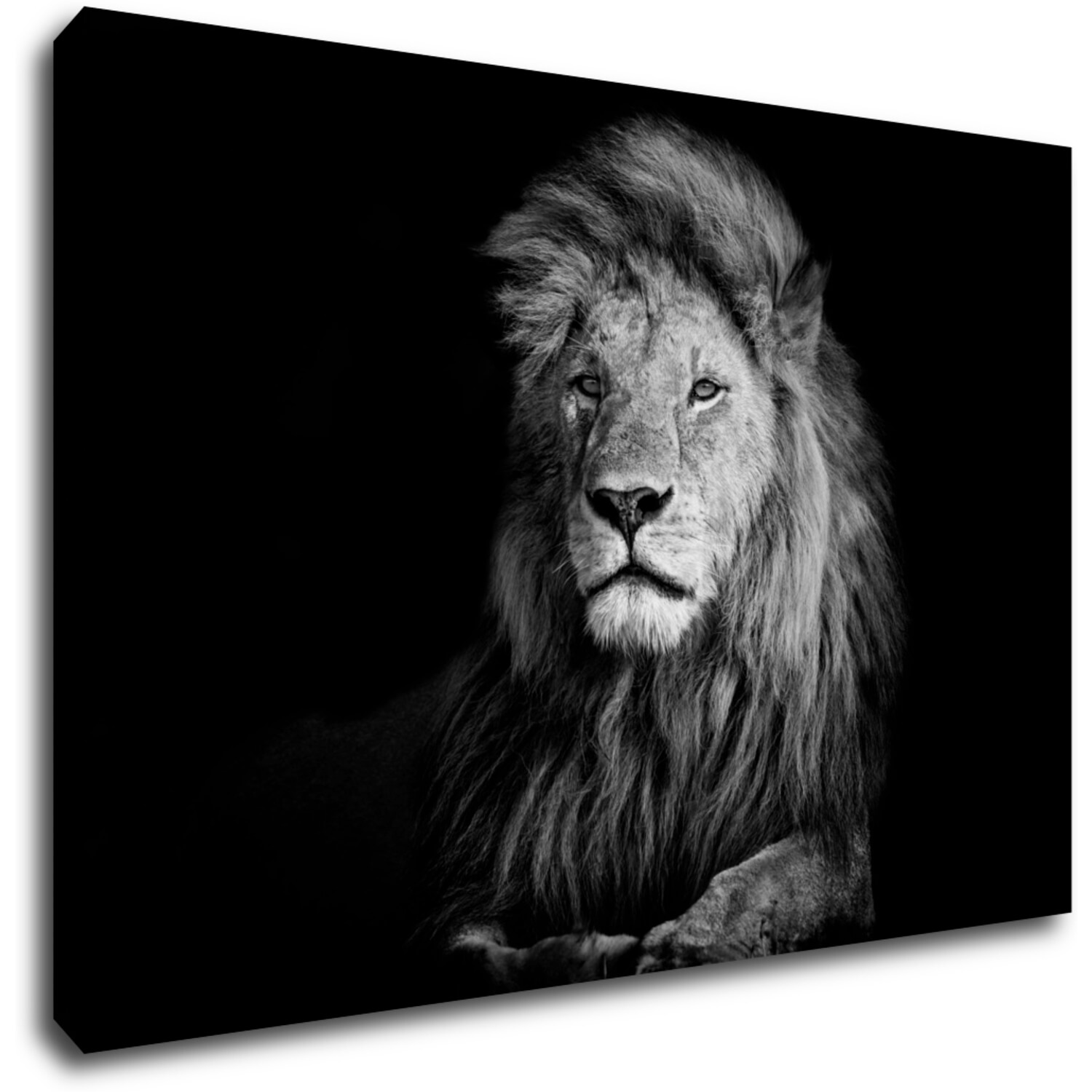 Tablou Lion black and white - 90 x 60 cm