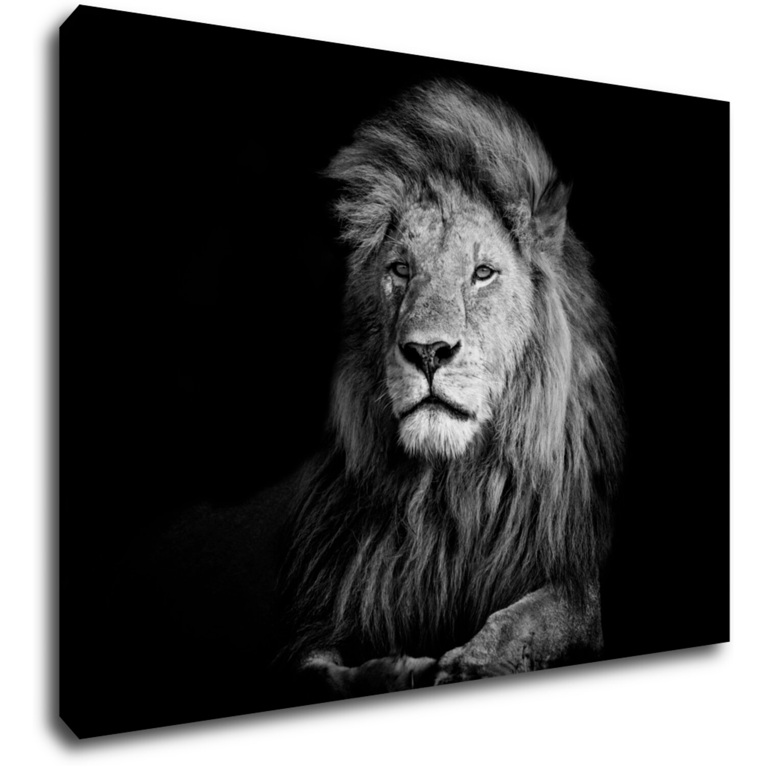 Tablou Lion black and white - 70 x 50 cm