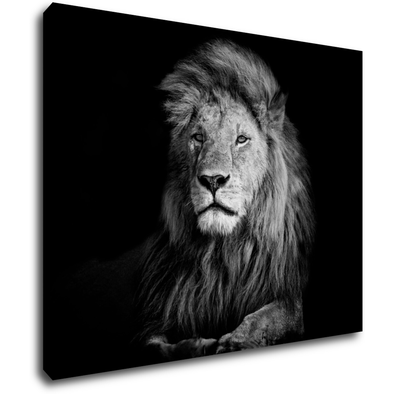 Tablou Lion black and white - 90 x 70 cm