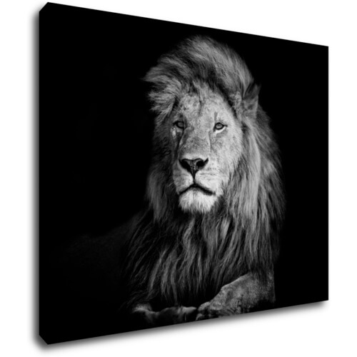Tablou Lion black and white - 90 x 70 cm