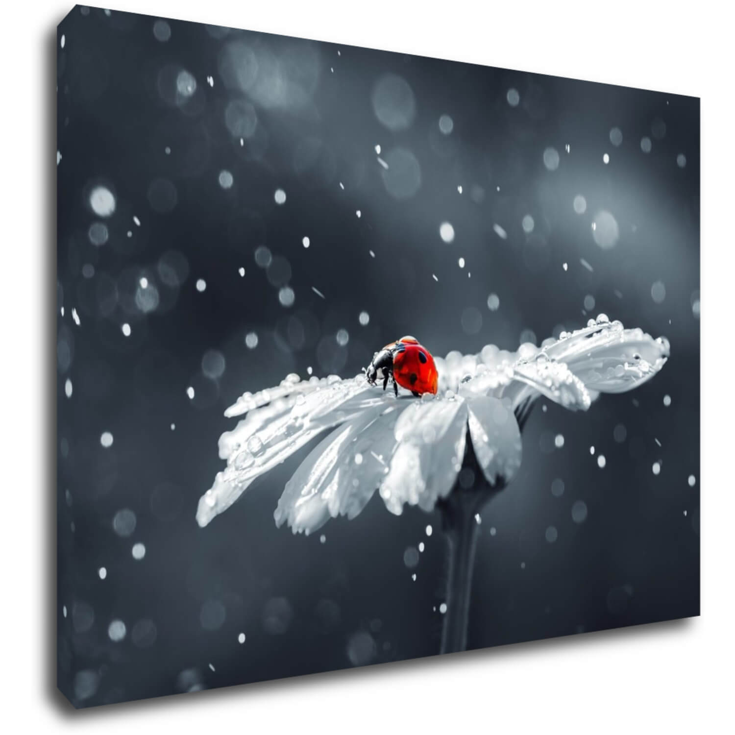 Tablou Lady bug on the flower - 70 x 50 cm