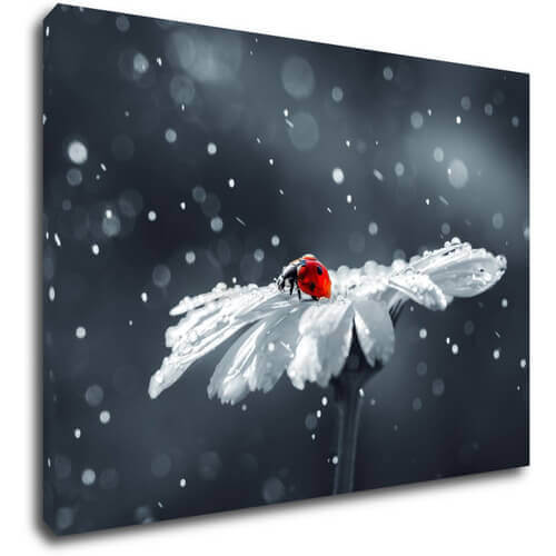 Tablou Lady bug on the flower - 70 x 50 cm