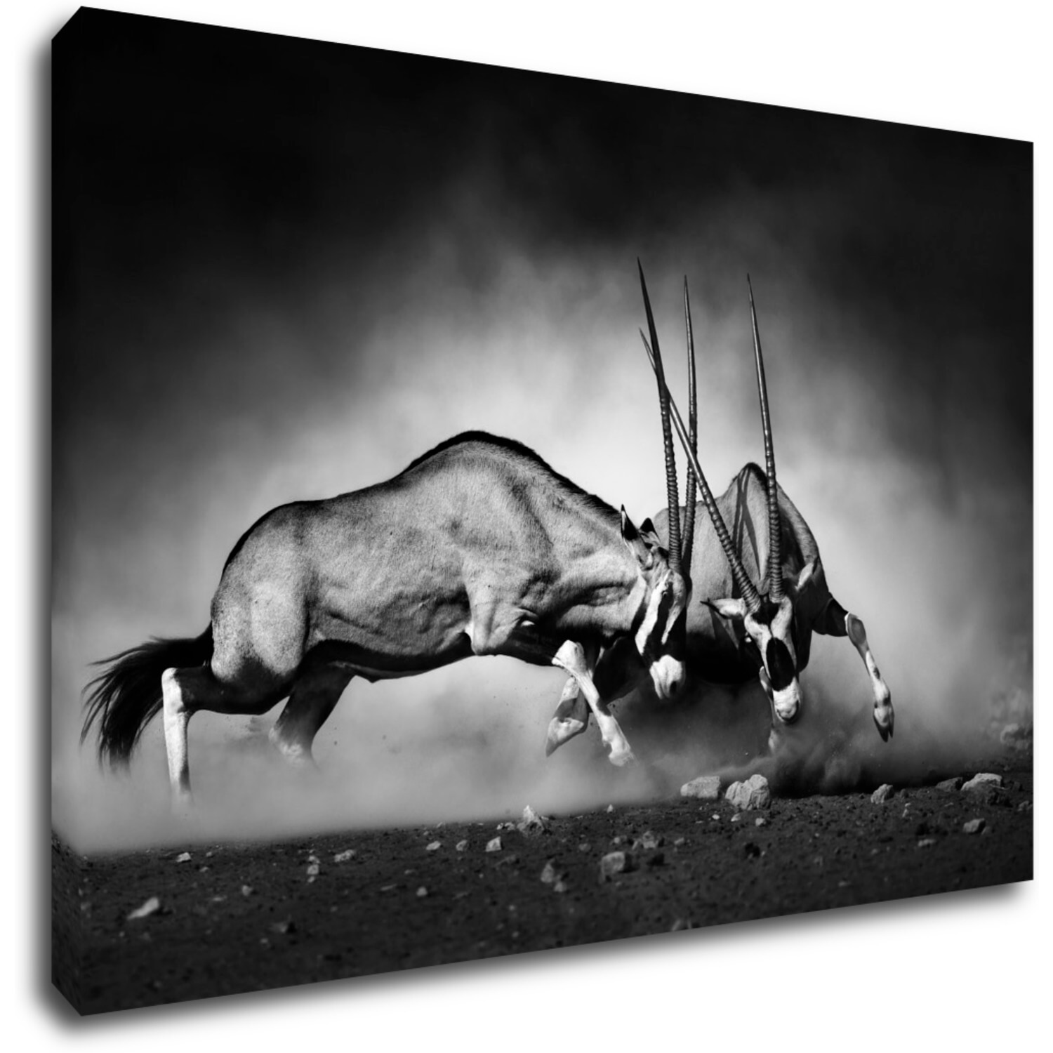 Tablou Antilopes black and white - 90 x 60 cm