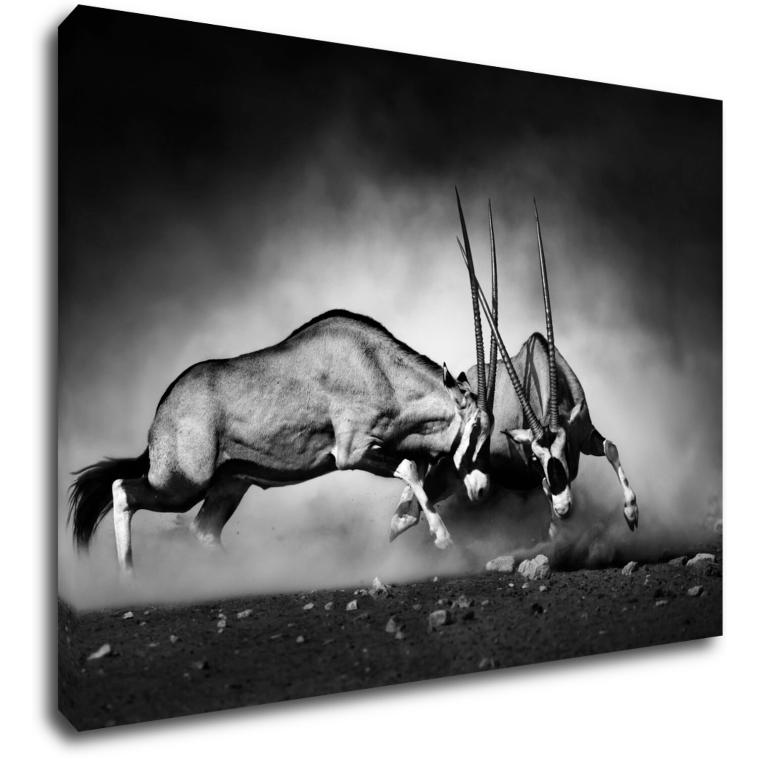 Tablou Antilopes black and white - 70 x 50 cm