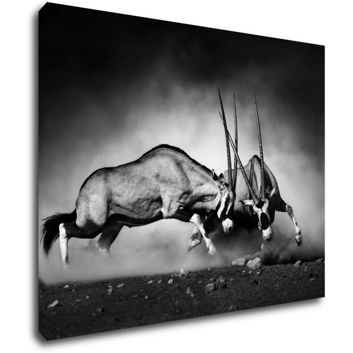 Tablou Antilopes black and white - 90 x 70 cm