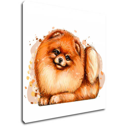Obraz Dog Pomeranian - 30 x 30 cm