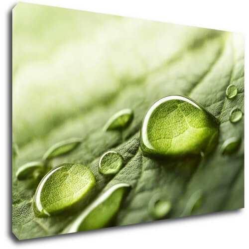 Tablou Drops of water on the leaf - 60 x 40 cm