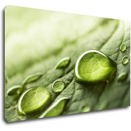 Tablou Drops of water on the leaf