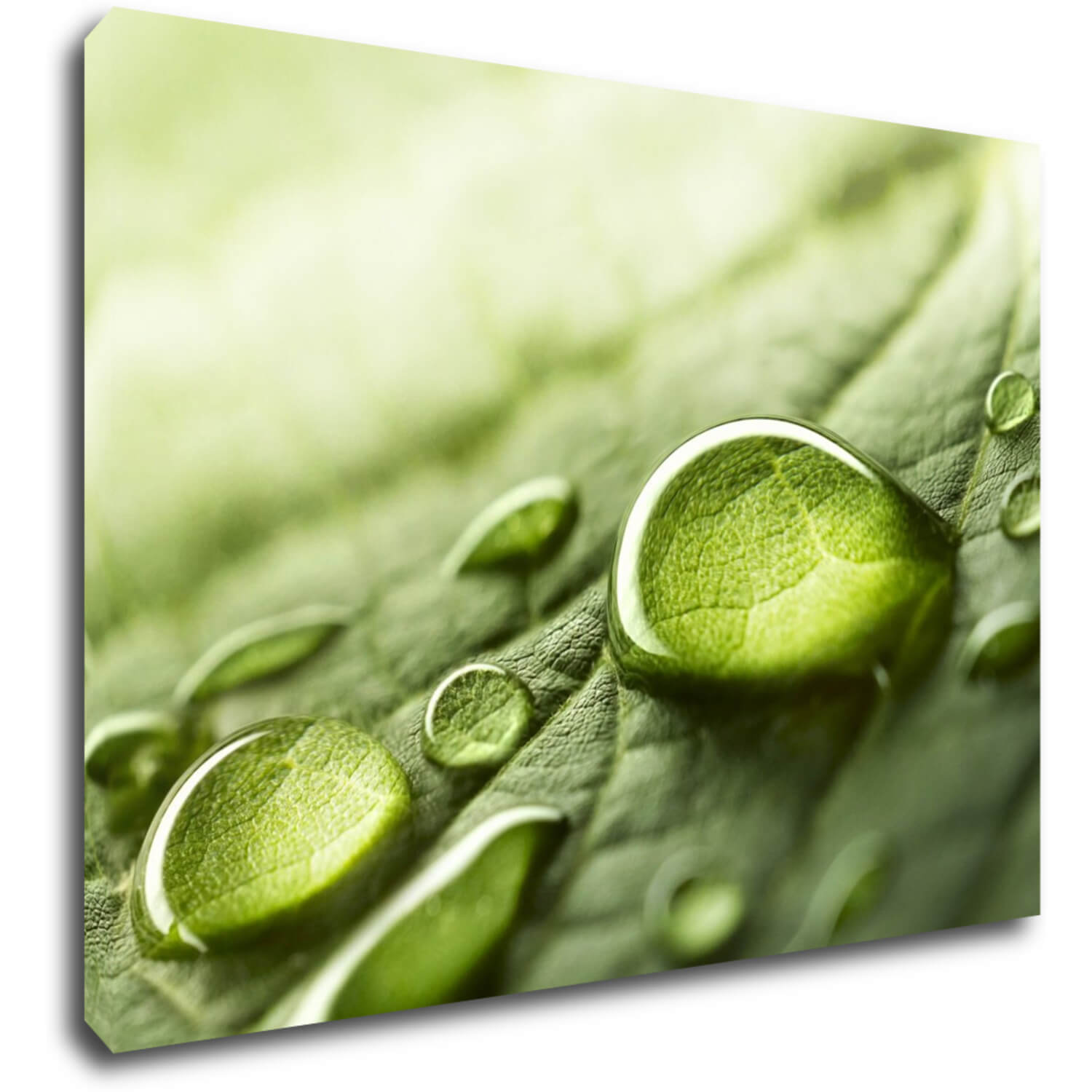 Tablou Drops of water on the leaf - 70 x 50 cm